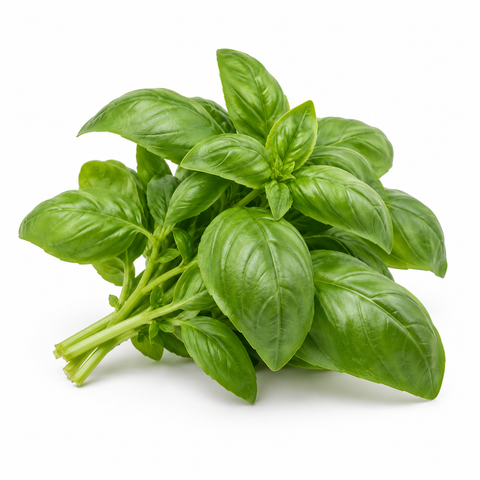 Australian Fresh Basil 
